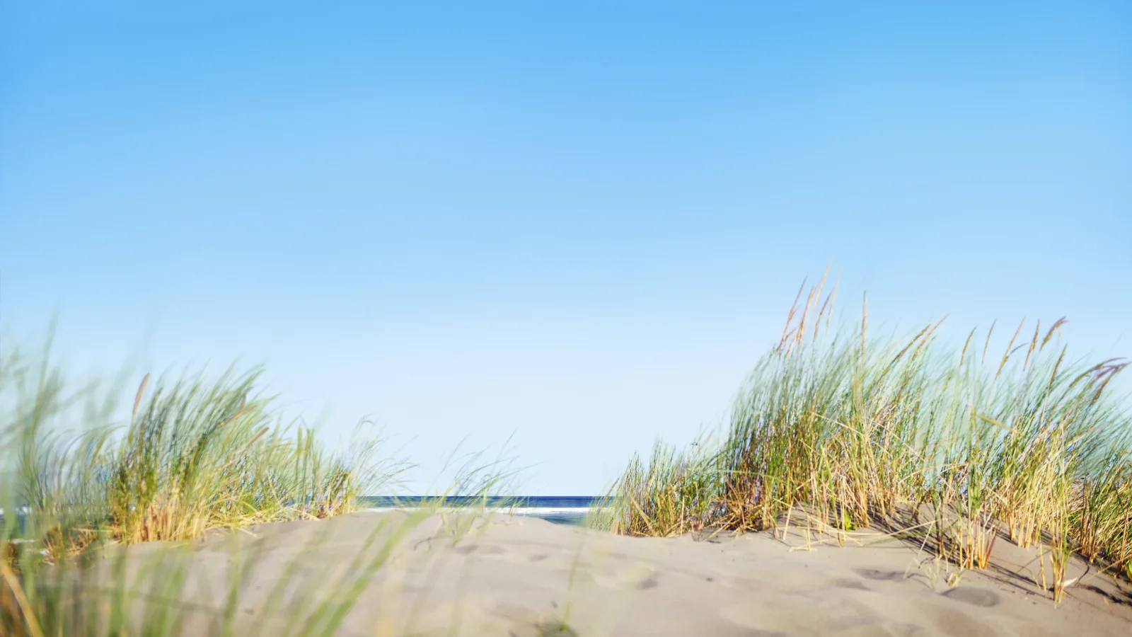 Wydmy piaszczyste porośnięte trawą nad plażą